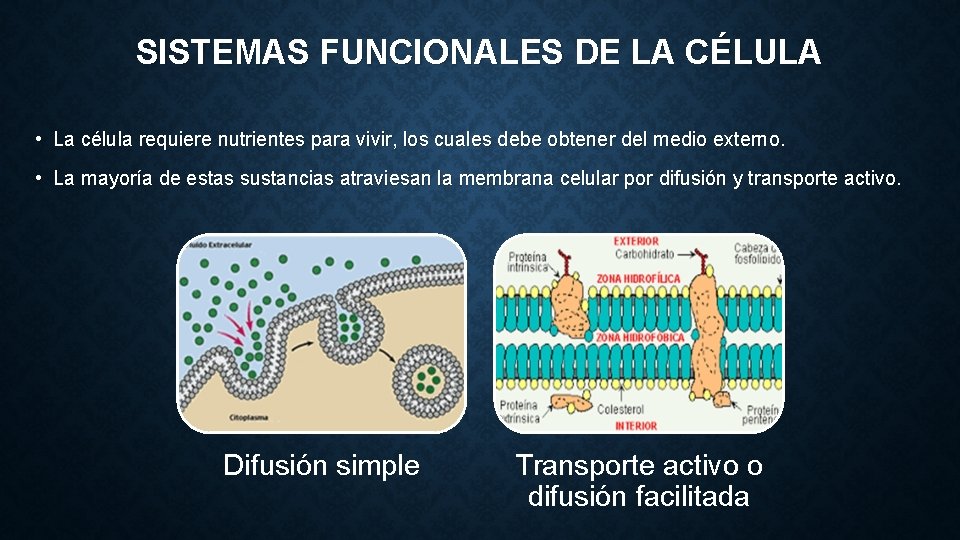 SISTEMAS FUNCIONALES DE LA CÉLULA • La célula requiere nutrientes para vivir, los cuales