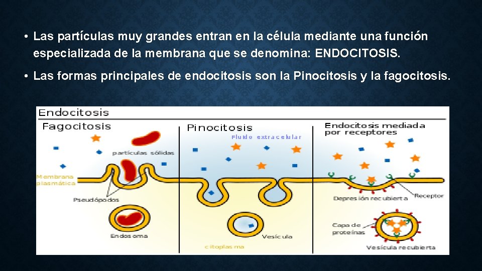  • Las partículas muy grandes entran en la célula mediante una función especializada