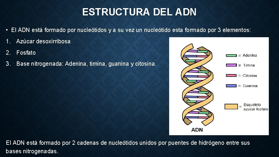 ESTRUCTURA DEL ADN • El ADN está formado por nucleótidos y a su vez