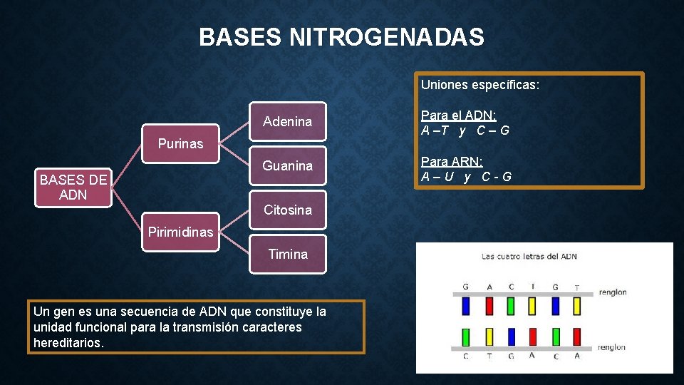 BASES NITROGENADAS Uniones específicas: Adenina Para el ADN: A –T y C – G