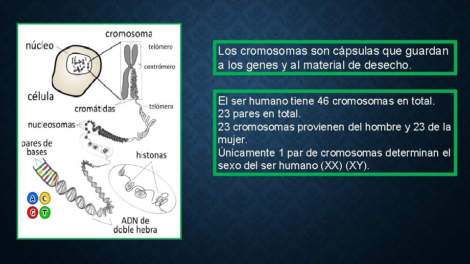 Los cromosomas son cápsulas que guardan a los genes y al material de desecho.