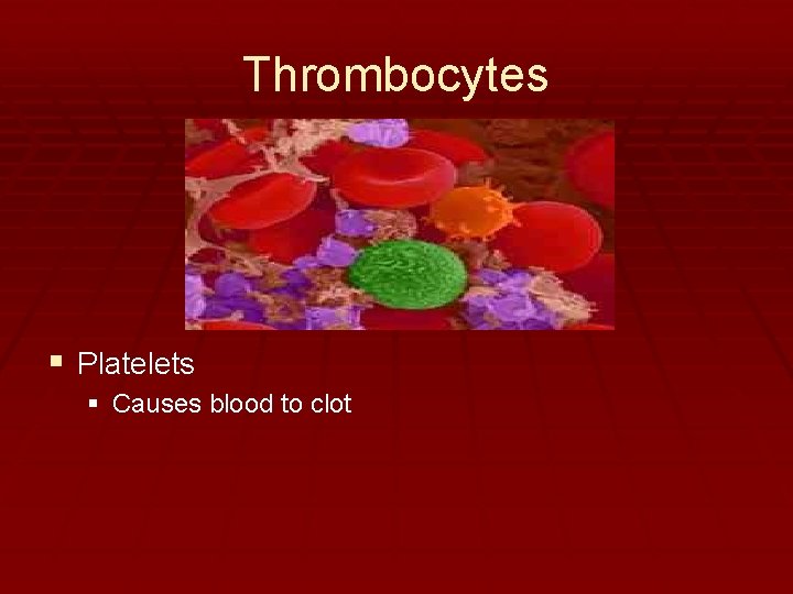 Thrombocytes § Platelets § Causes blood to clot 