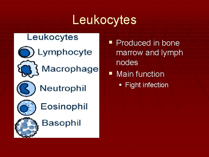 Leukocytes § Produced in bone marrow and lymph nodes § Main function § Fight
