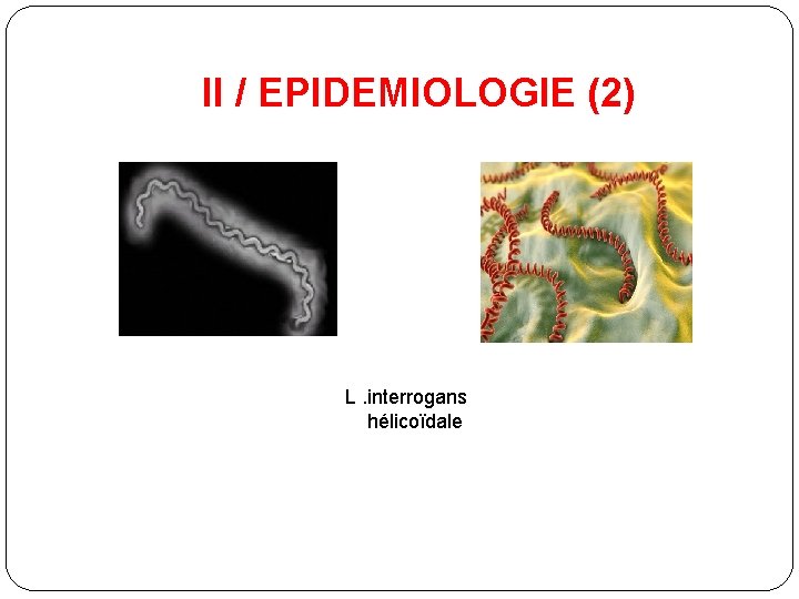 II / EPIDEMIOLOGIE (2) L. interrogans hélicoïdale 