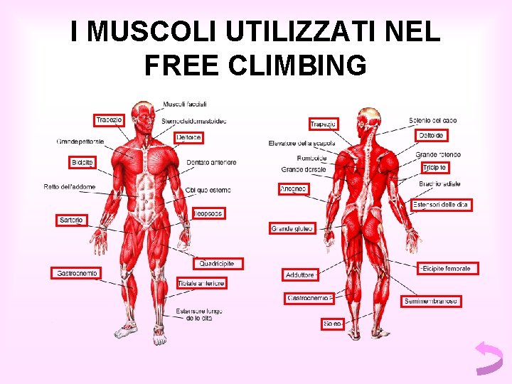 I MUSCOLI UTILIZZATI NEL FREE CLIMBING I MUSCOLI UTILIZZATI NEL FREE CLIMBING