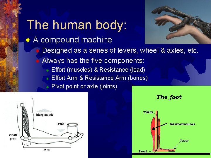 The human body: ®A compound machine Designed as a series of levers, wheel &