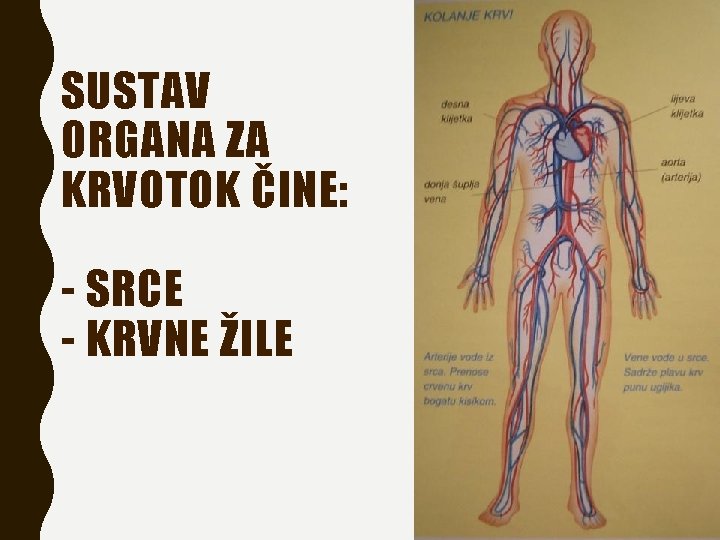 SUSTAV ORGANA ZA KRVOTOK ČINE: - SRCE - KRVNE ŽILE 