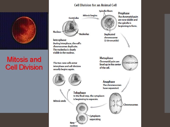 Mitosis and Cell Division 
