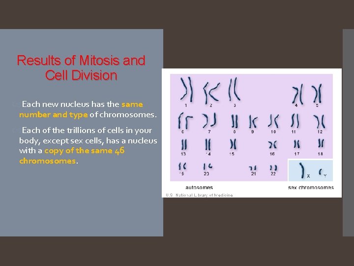 Results of Mitosis and Cell Division Each new nucleus has the same number and