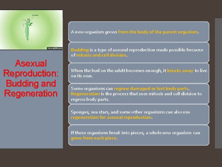 A new organism grows from the body of the parent organism. Budding is a