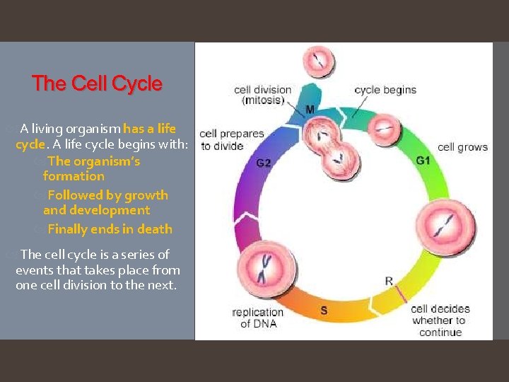 The Cell Cycle A living organism has a life cycle. A life cycle begins