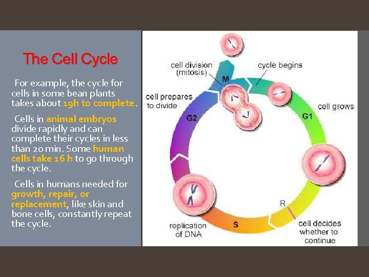 The Cell Cycle For example, the cycle for cells in some bean plants takes