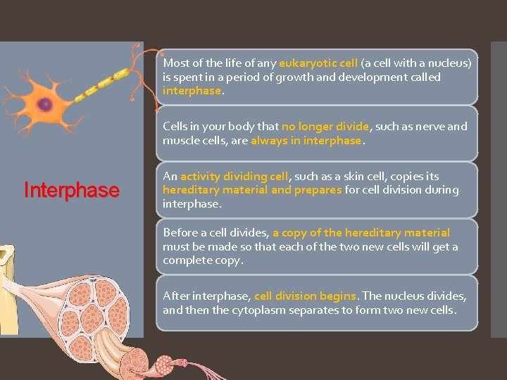 Most of the life of any eukaryotic cell (a cell with a nucleus) is
