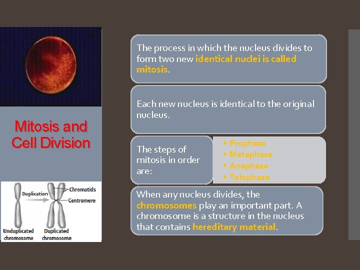 The process in which the nucleus divides to form two new identical nuclei is