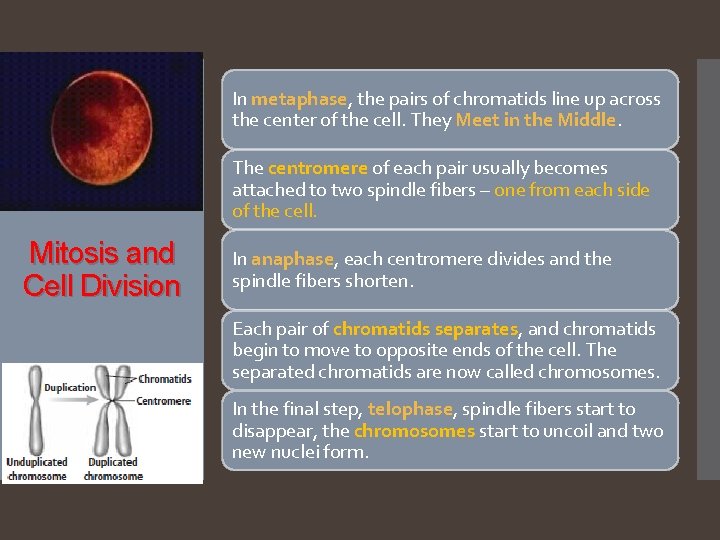 In metaphase, the pairs of chromatids line up across the center of the cell.