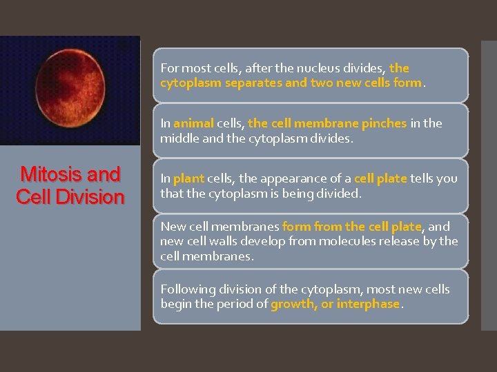 For most cells, after the nucleus divides, the cytoplasm separates and two new cells
