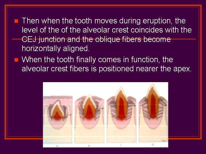 n n Then when the tooth moves during eruption, the level of the alveolar