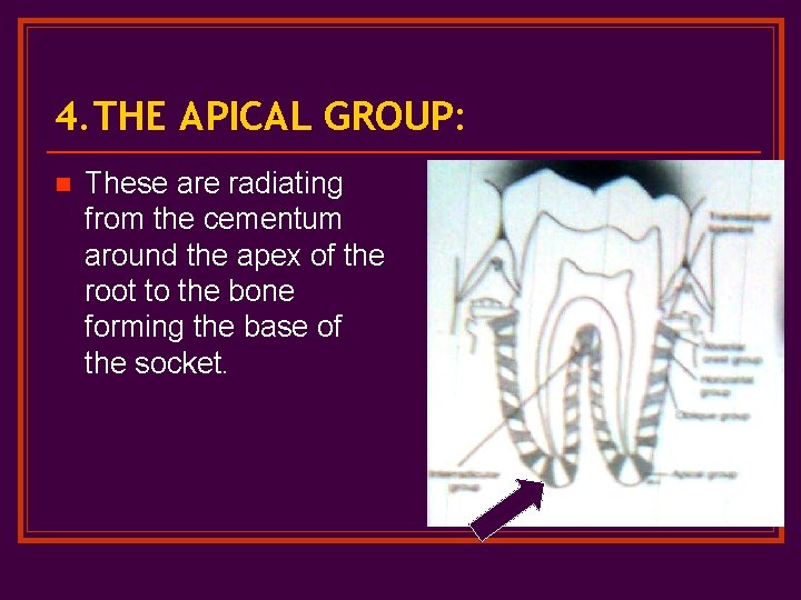 4. THE APICAL GROUP: n These are radiating from the cementum around the apex