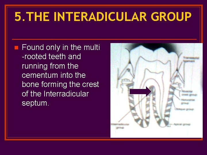 5. THE INTERADICULAR GROUP n Found only in the multi -rooted teeth and running