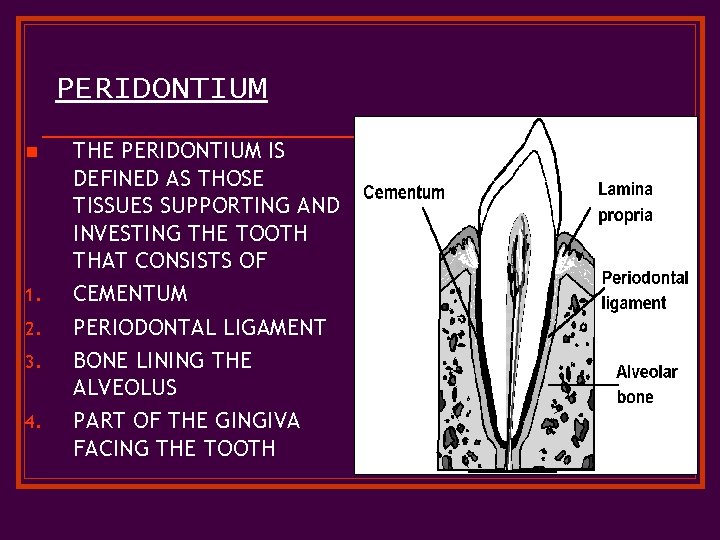 PERIDONTIUM n 1. 2. 3. 4. THE PERIDONTIUM IS DEFINED AS THOSE TISSUES SUPPORTING