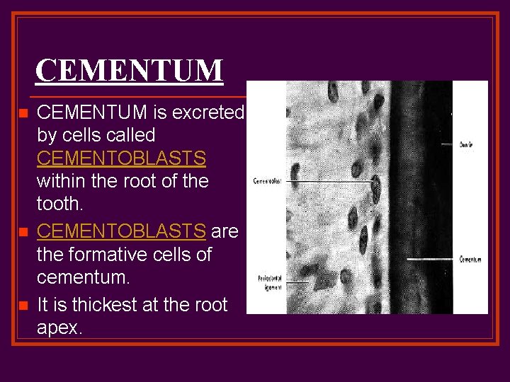 CEMENTUM n n n CEMENTUM is excreted by cells called CEMENTOBLASTS within the root