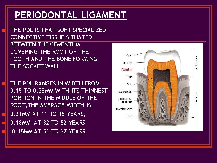 PERIODONTAL LIGAMENT n THE PDL IS THAT SOFT SPECIALIZED CONNECTIVE TISSUE SITUATED BETWEEN THE