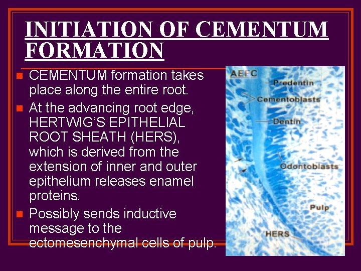 INITIATION OF CEMENTUM FORMATION n n n CEMENTUM formation takes place along the entire