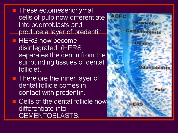 n n These ectomesenchymal cells of pulp now differentiate into odontoblasts and produce a