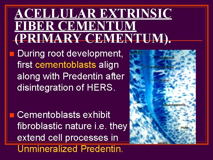 ACELLULAR EXTRINSIC FIBER CEMENTUM (PRIMARY CEMENTUM). n During root development, first cementoblasts align along