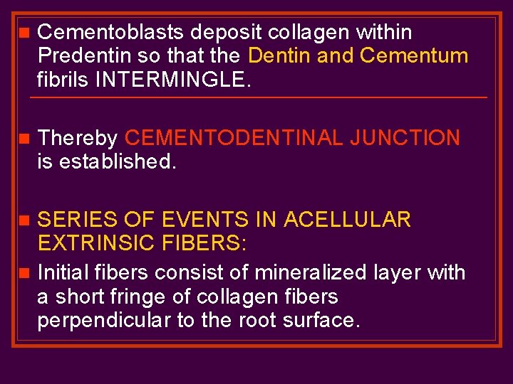 n Cementoblasts deposit collagen within Predentin so that the Dentin and Cementum fibrils INTERMINGLE.