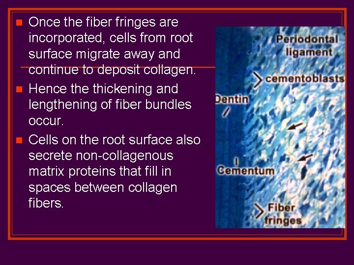 n n n Once the fiber fringes are incorporated, cells from root surface migrate