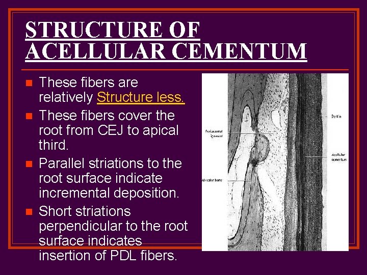 STRUCTURE OF ACELLULAR CEMENTUM n n These fibers are relatively Structure less. These fibers