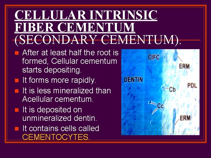 CELLULAR INTRINSIC FIBER CEMENTUM (SECONDARY CEMENTUM). n n n After at least half the