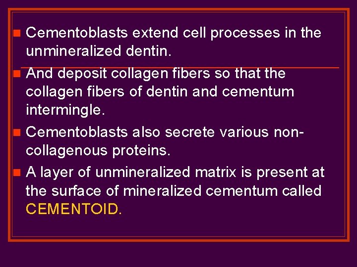 Cementoblasts extend cell processes in the unmineralized dentin. n And deposit collagen fibers so