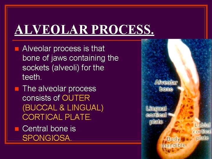 ALVEOLAR PROCESS. n n n Alveolar process is that bone of jaws containing the