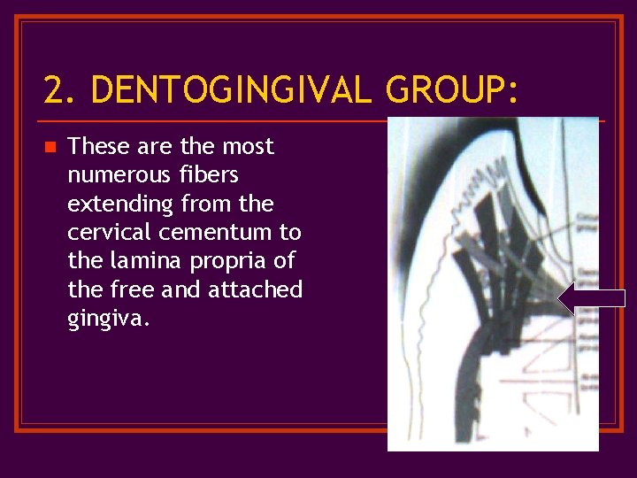 2. DENTOGINGIVAL GROUP: n These are the most numerous fibers extending from the cervical