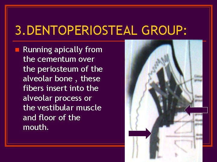 3. DENTOPERIOSTEAL GROUP: n Running apically from the cementum over the periosteum of the