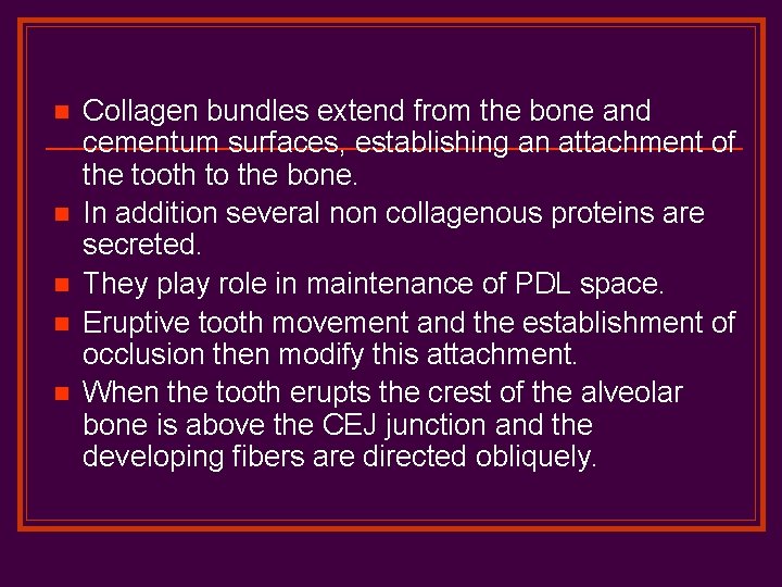 n n n Collagen bundles extend from the bone and cementum surfaces, establishing an