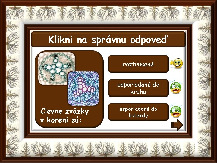 Klikni na správnu odpoveď roztrúsené usporiadané do kruhu Cievne zväzky v koreni sú: usporiadané