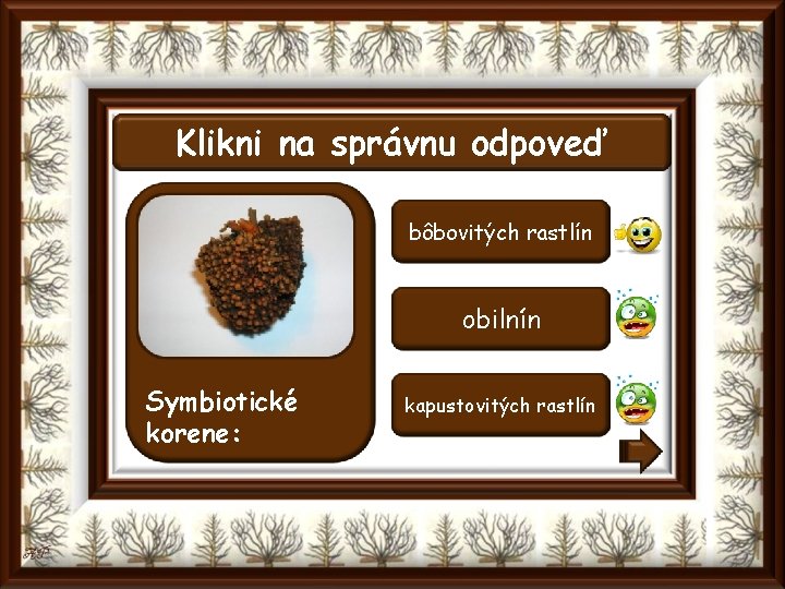 Klikni na správnu odpoveď bôbovitých rastlín obilnín Symbiotické korene: kapustovitých rastlín 
