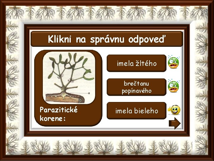 Klikni na správnu odpoveď imela žltého brečtanu popínavého Parazitické korene: imela bieleho 