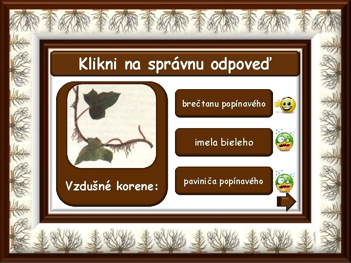 Klikni na správnu odpoveď brečtanu popínavého imela bieleho Vzdušné korene: paviniča popínavého 