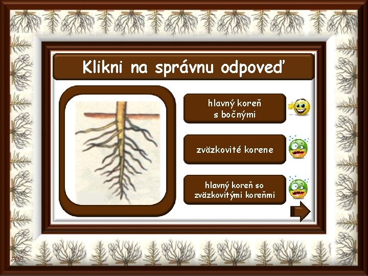 Klikni na správnu odpoveď hlavný koreň s bočnými zväzkovité korene hlavný koreň so zväzkovitými