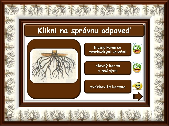Klikni na správnu odpoveď hlavný koreň so zväzkovitými koreňmi hlavný koreň s bočnými zväzkovité
