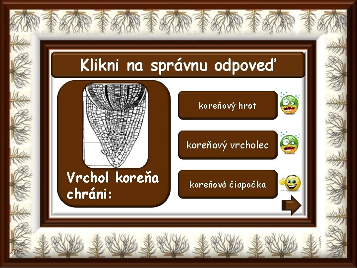 Klikni na správnu odpoveď koreňový hrot koreňový vrcholec Vrchol koreňa chráni: koreňová čiapočka 