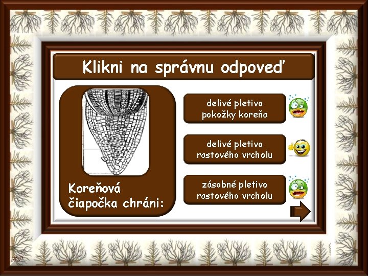 Klikni na správnu odpoveď delivé pletivo pokožky koreňa delivé pletivo rastového vrcholu Koreňová čiapočka