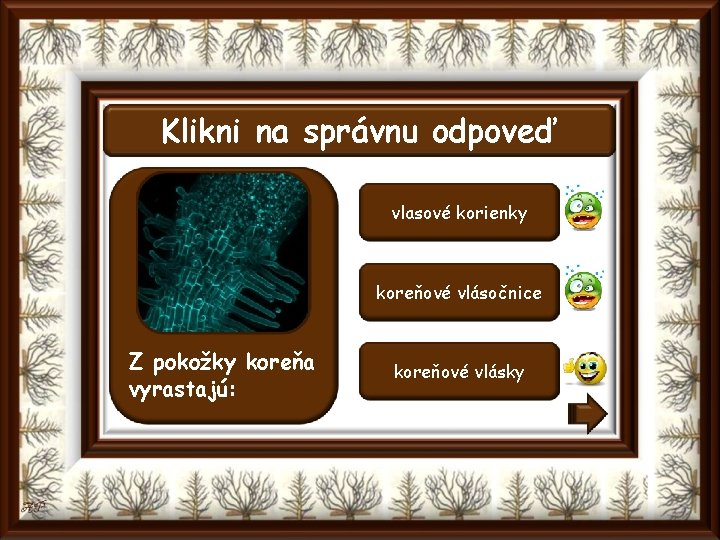 Klikni na správnu odpoveď vlasové korienky koreňové vlásočnice Z pokožky koreňa vyrastajú: koreňové vlásky