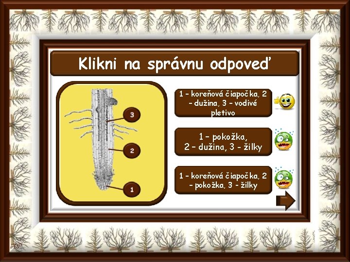 Klikni na správnu odpoveď 1 – koreňová čiapočka, 2 – dužina, 3 – vodivé