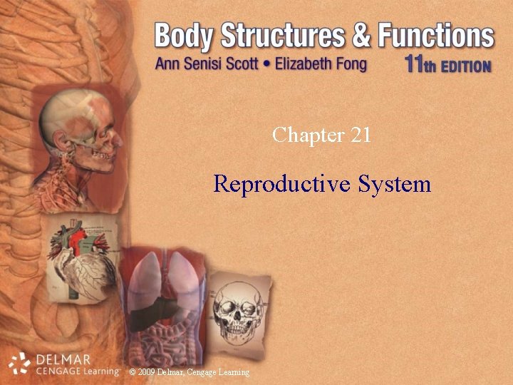 Chapter 21 Reproductive System © 2009 Delmar, Cengage Learning 