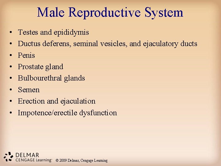 Male Reproductive System • • Testes and epididymis Ductus deferens, seminal vesicles, and ejaculatory